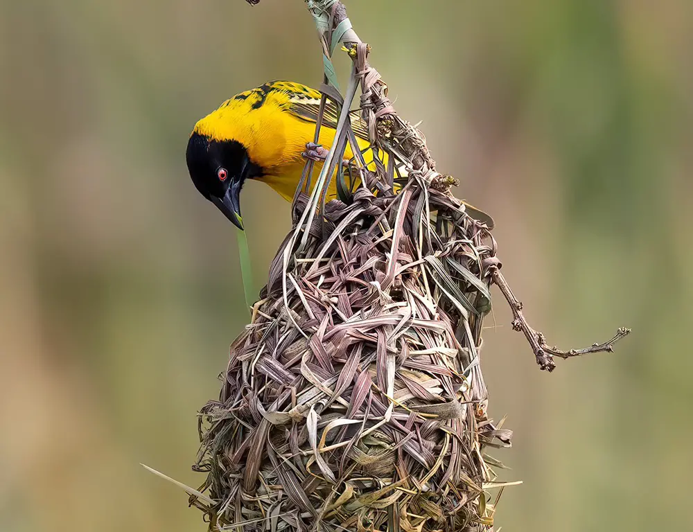 Reproduction and Life Cycle of Village Weaver