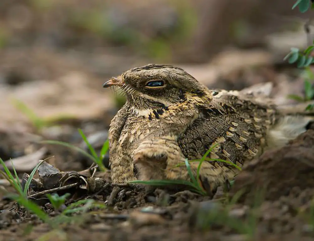 Reproduction and Life Cycle of the Indian Nightjar