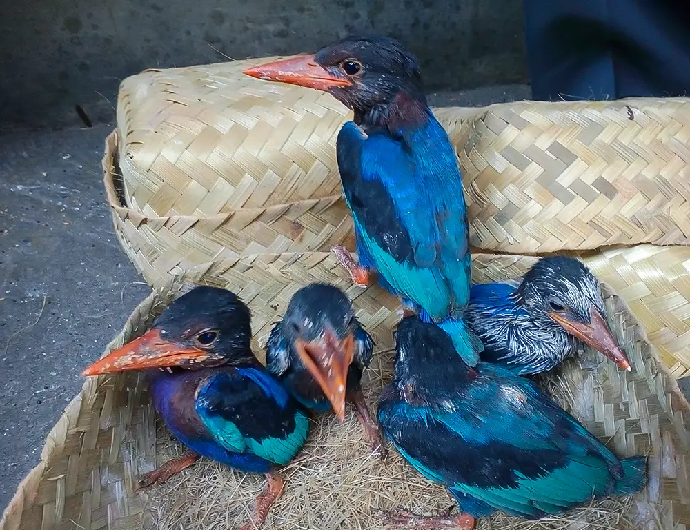 Reproduction and Life Cycle of the Javan Kingfisher