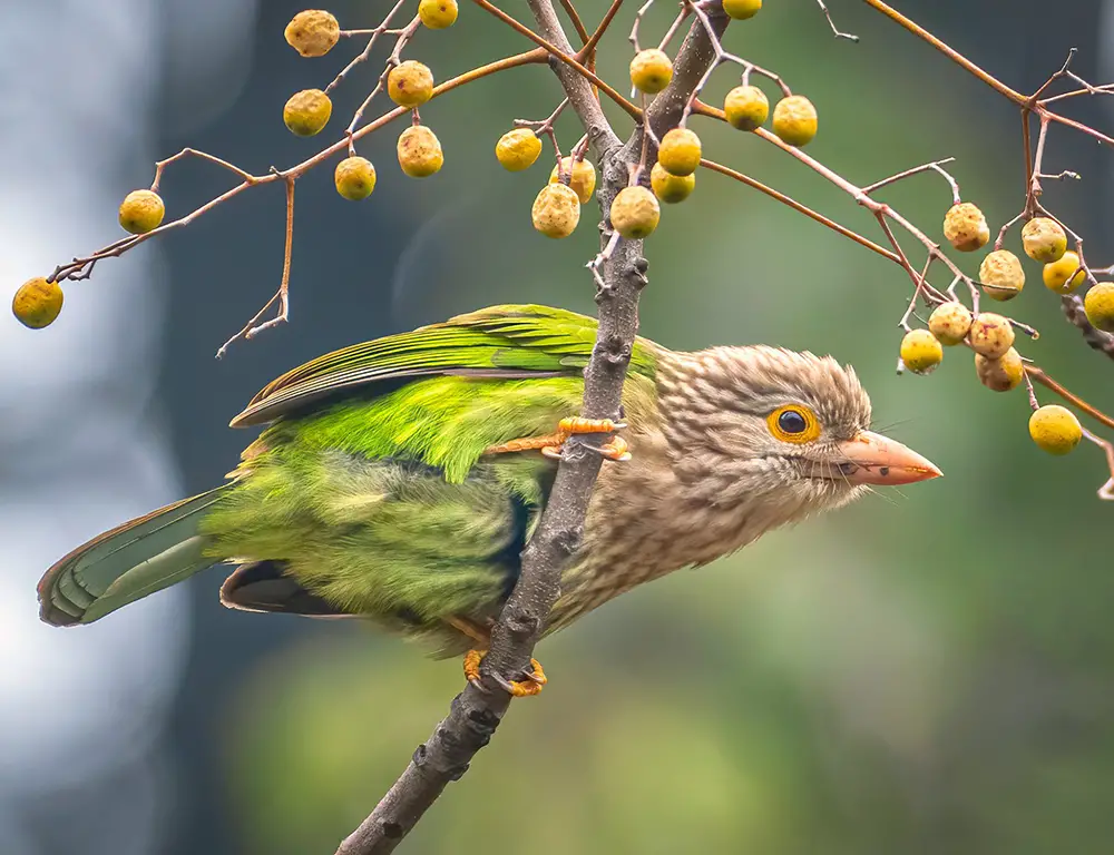 Reproduction and Lifecycle of the Lineated Barbet