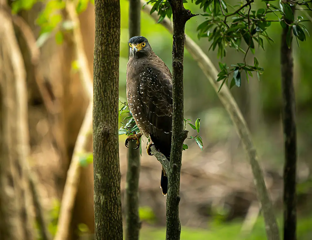 Reproduction and Nesting Habit of Crested Serpent Eagle
