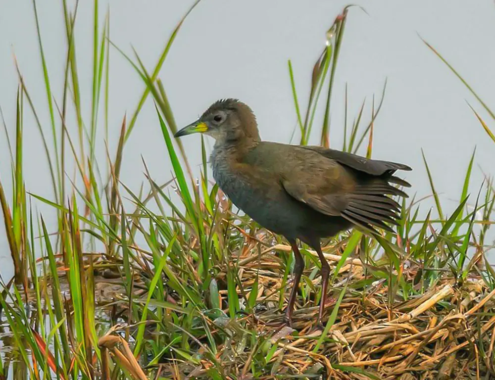 Reproduction and Nesting Habits of the Brown Crake