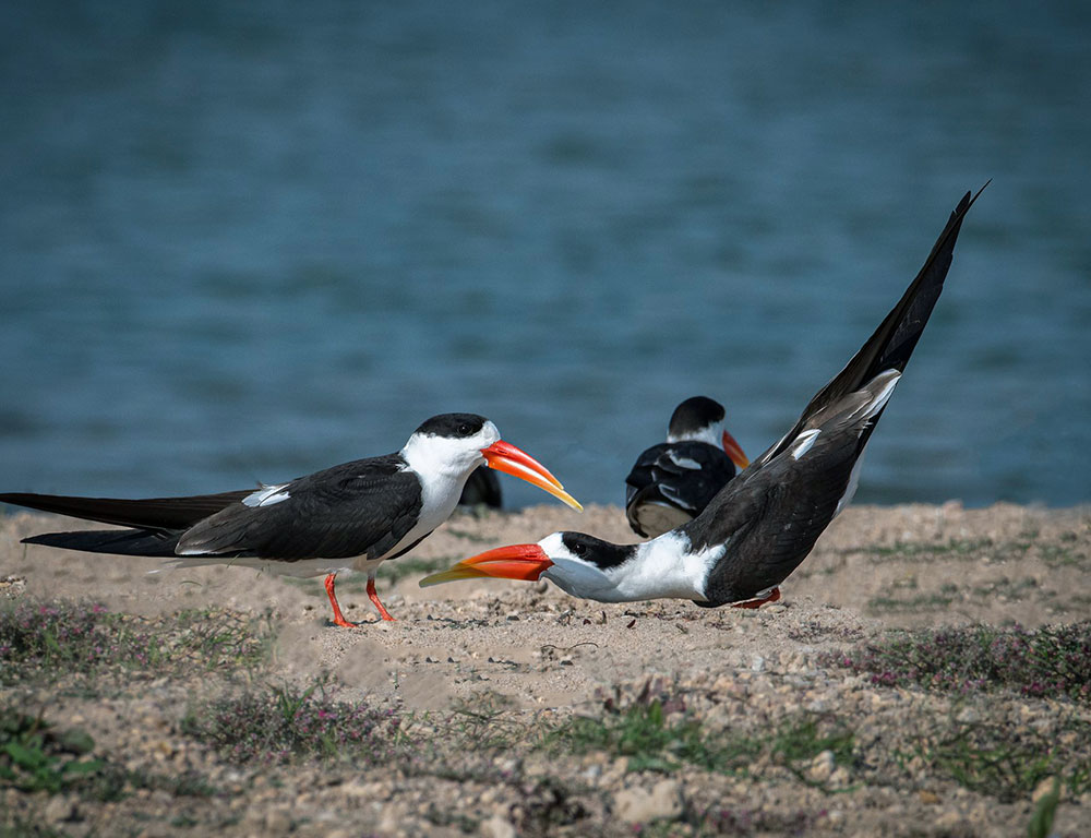Reproduction and Nesting of Indian Skimmer