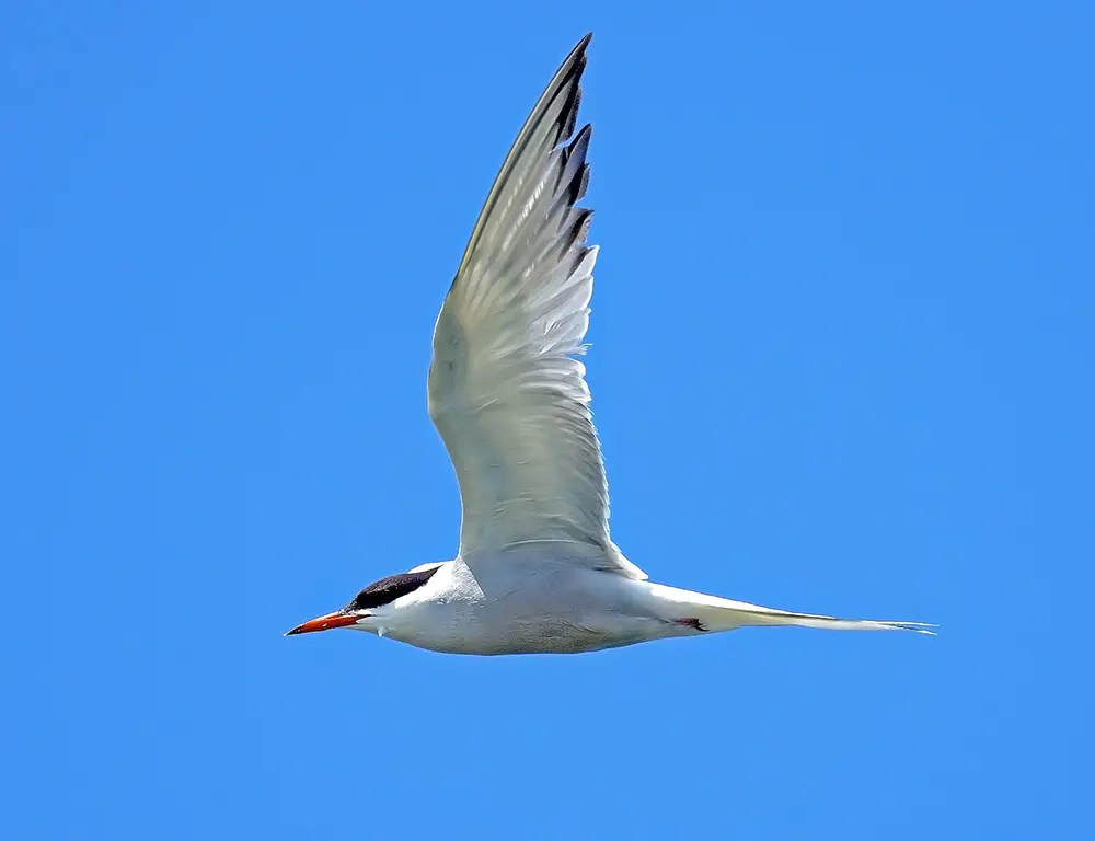 River Tern Flight