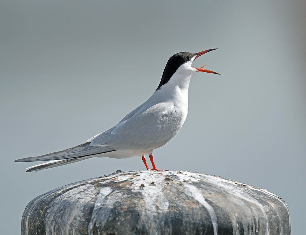 Conservation Status of River Tern