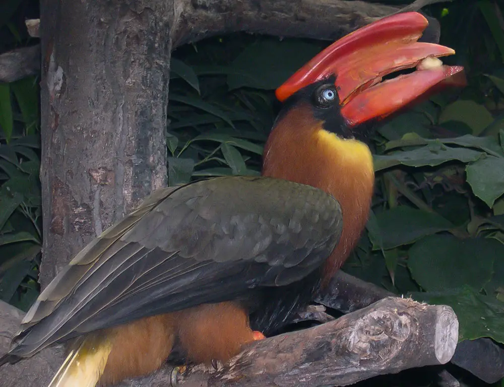 Habitat and Distribution of Rufous Hornbill