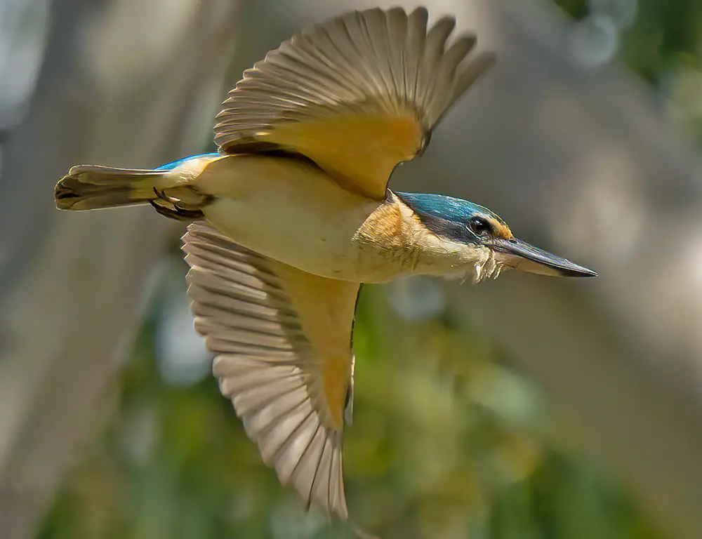 Sacred Kingfisher Wings and Tail