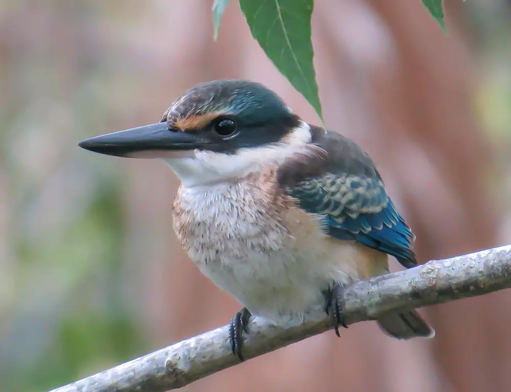 Fun Facts About the Sacred Kingfisher