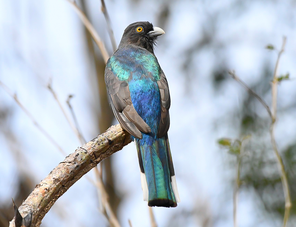 San Blas Jay