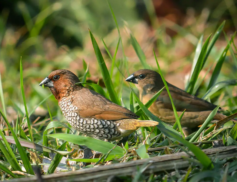 Interesting Facts About the Scaly-Breasted Munia