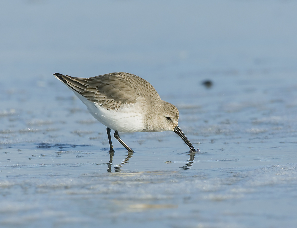 Shorebirds