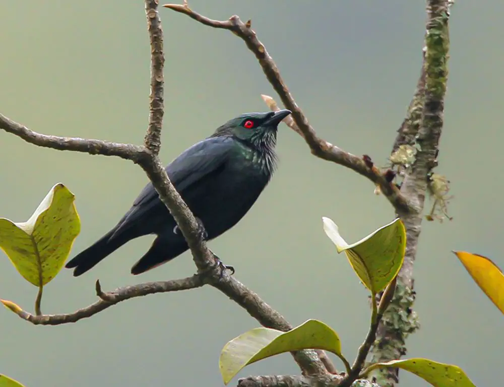 Behavior and Diet of the Short-Tailed Starling