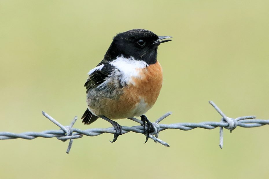 Siberian Stonechat