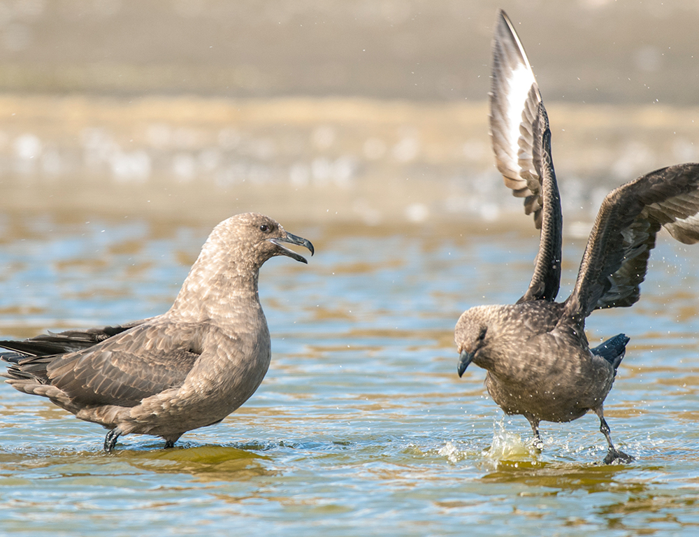 Skuas