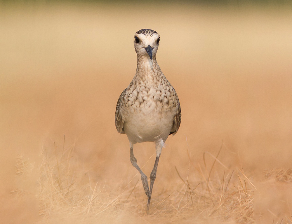 Sociable Lapwing