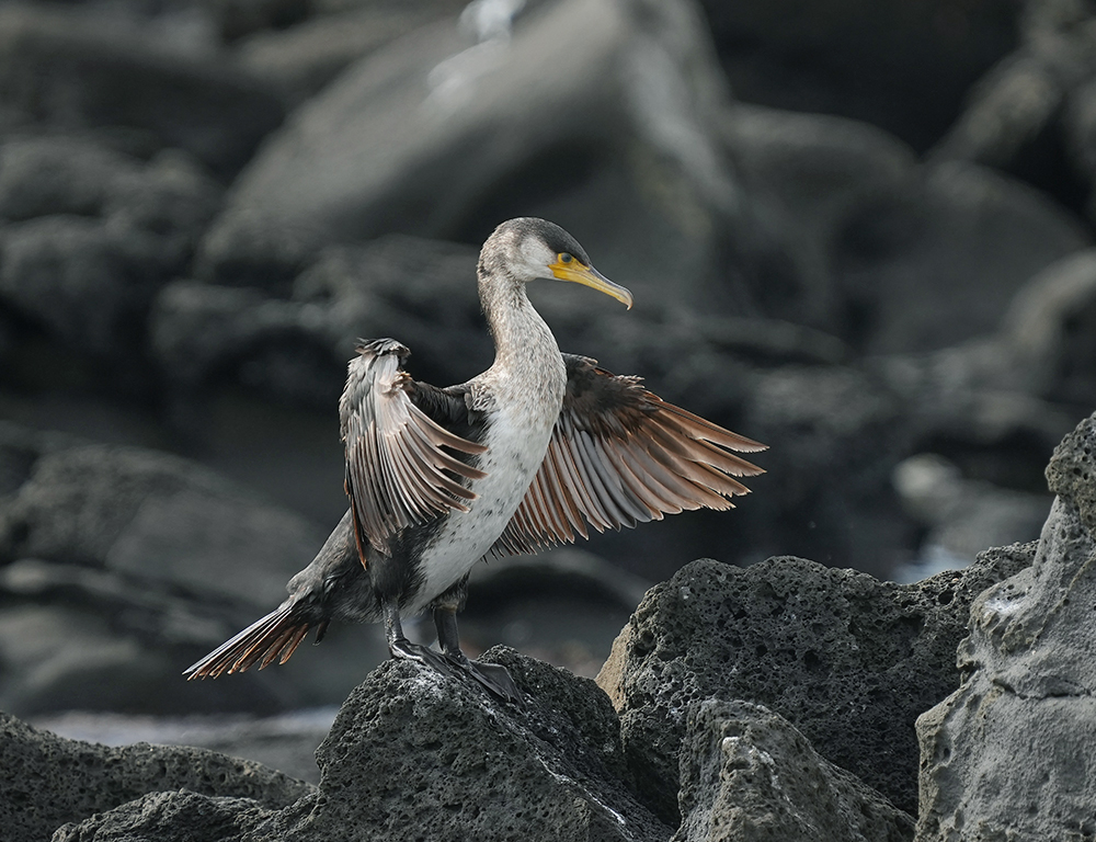 Socotra Cormorant