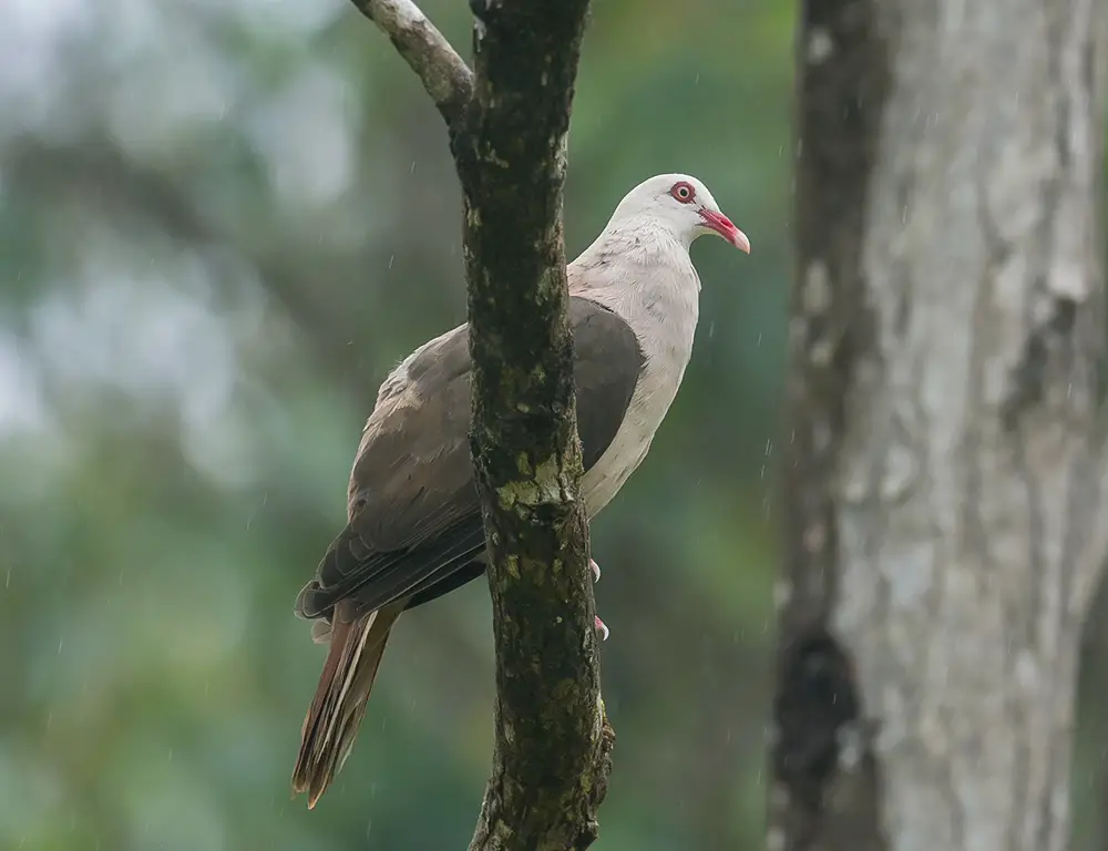 Some Characteristics Of Pink Pigeons
