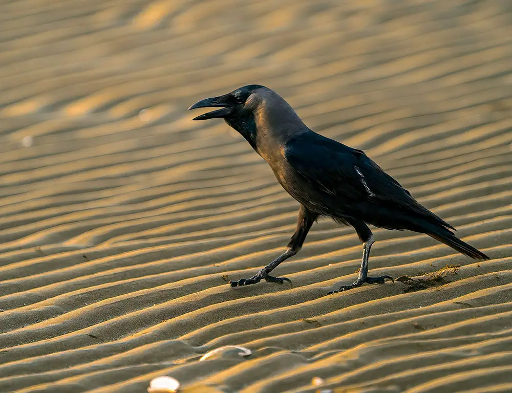Some Interesting Characteristics Of House Crow