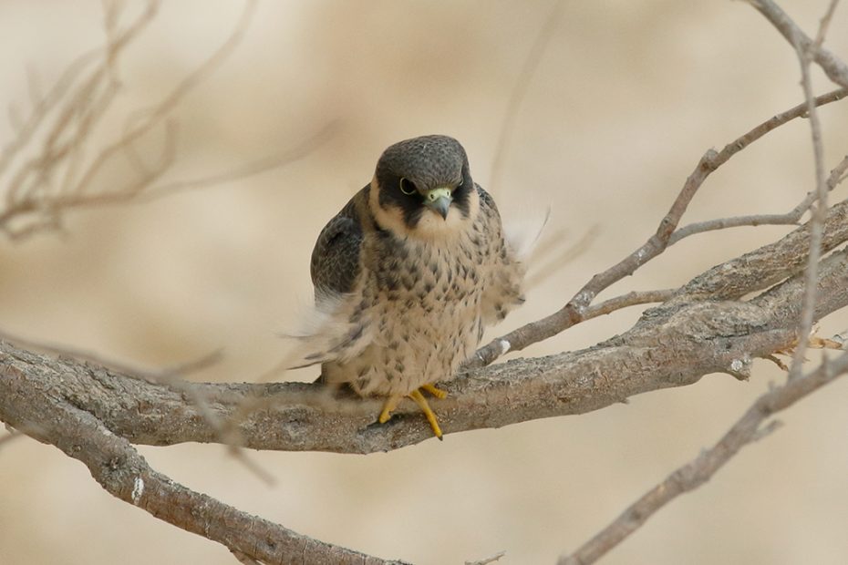 Sooty Falcon