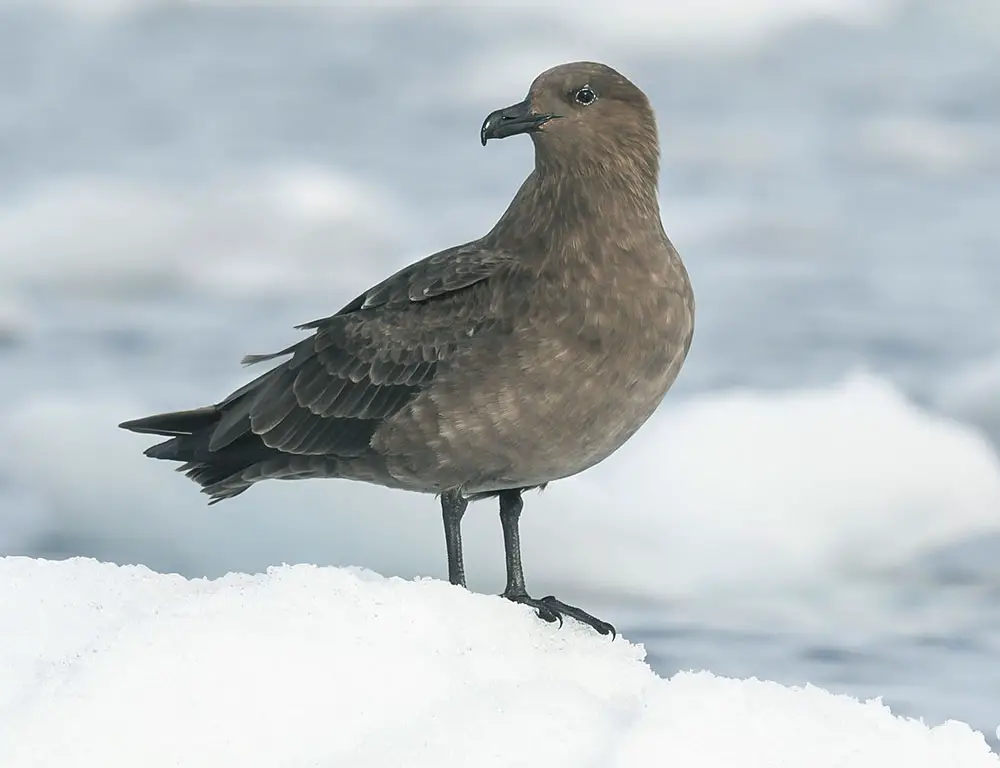 Interesting Facts About the South Polar Skua