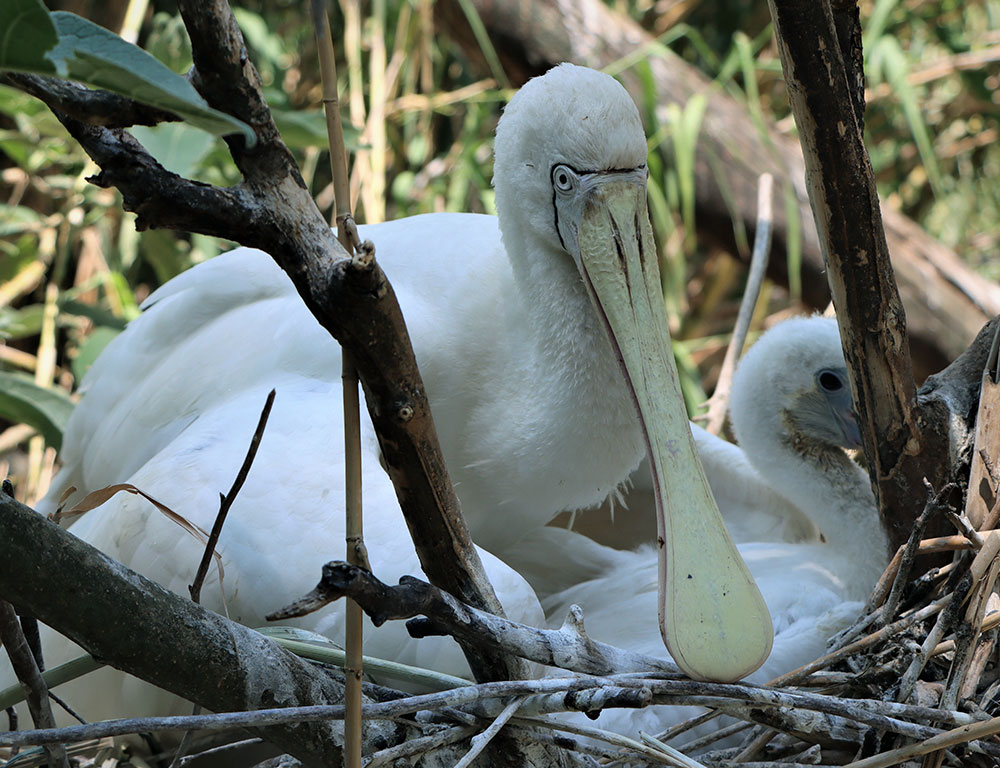 Spoonbills’s Reproduction and Life Cycle
