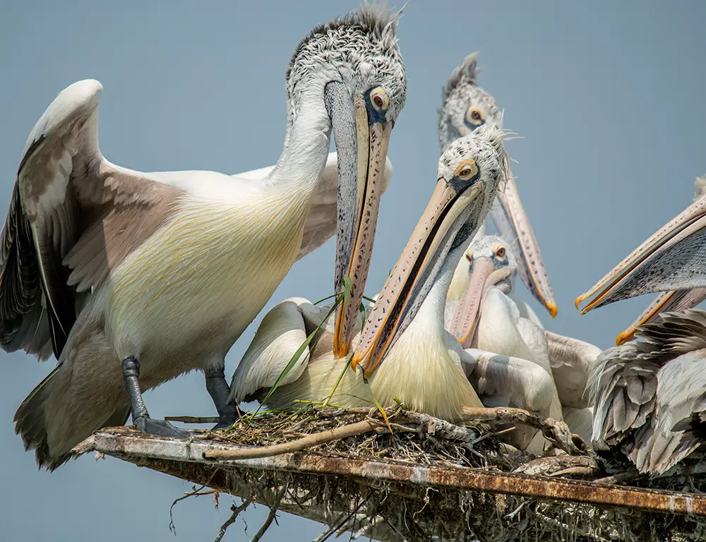 Spot-Billed Pelican Nesting Sites