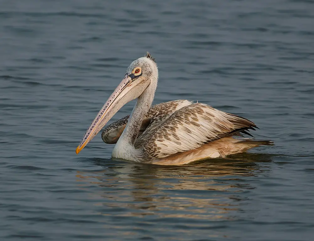 Conservation Status of Spot-Billed Pelican