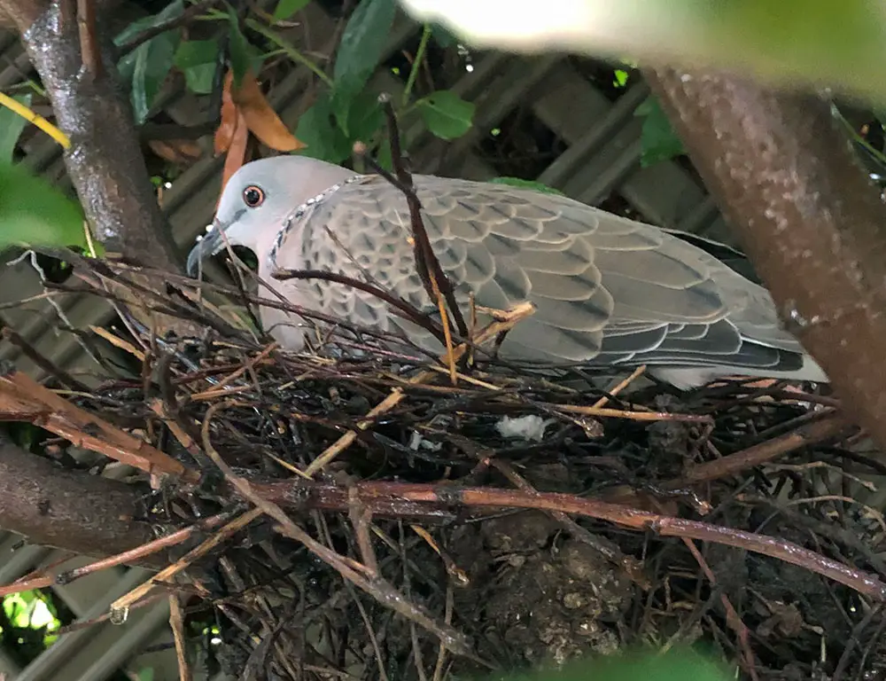 Spotted Dove Nesting