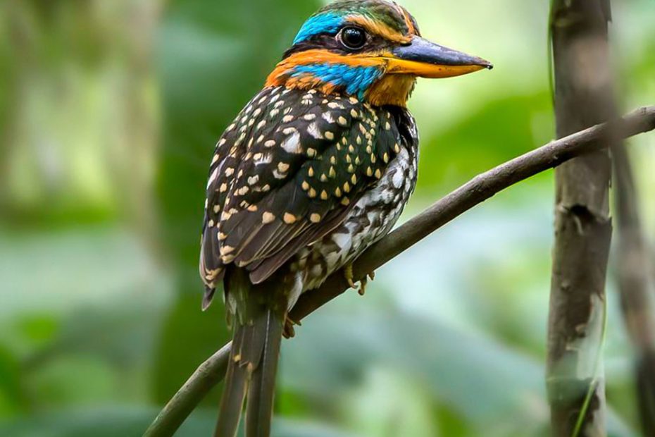 Spotted Wood Kingfisher