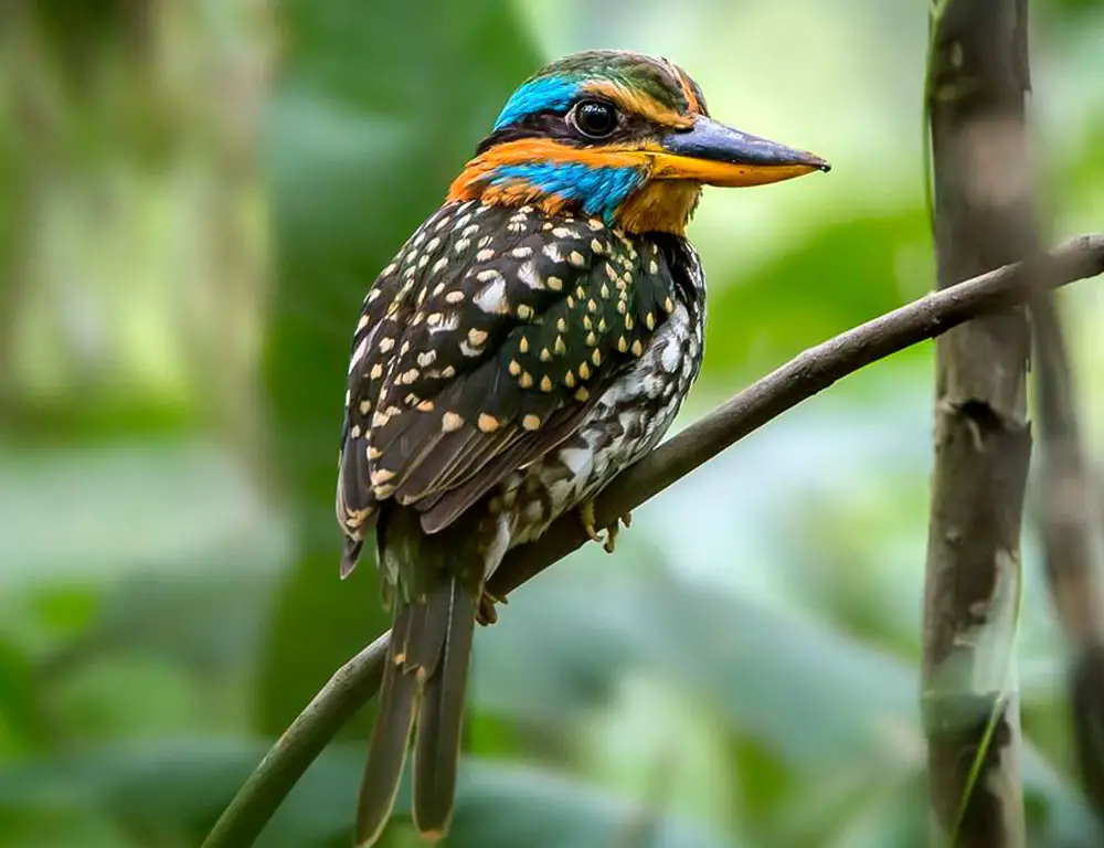 Conservation Status of Spotted Wood Kingfisher