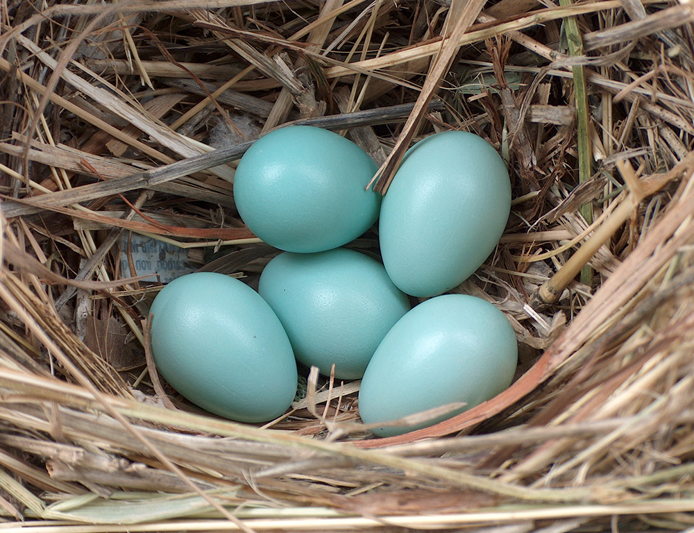 Starling Egg Laying and Incubation