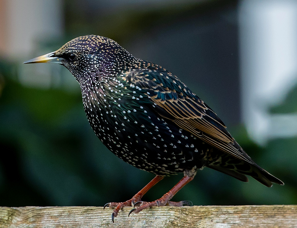 Conservation Status and Threats for Starling