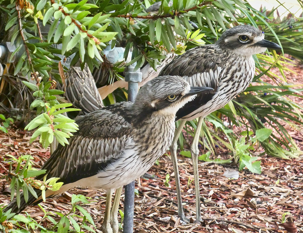 Stone-Curlew