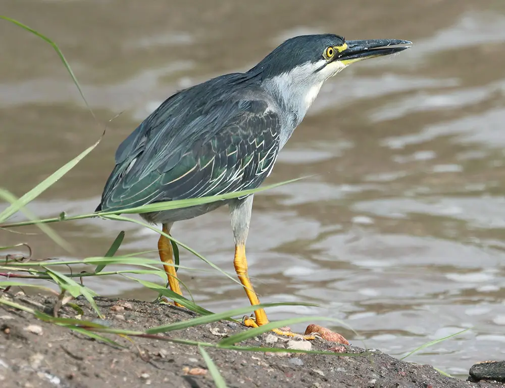 Communication and Perception Of Striated Heron
