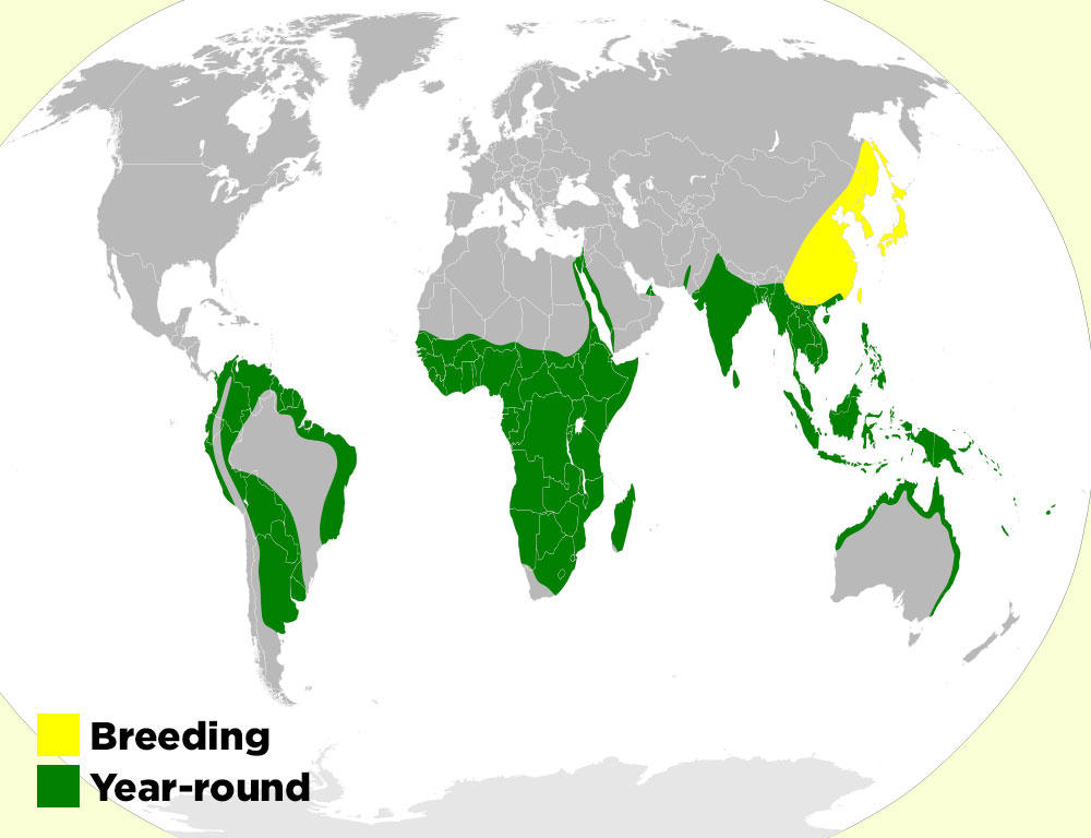 Striated Heron Range Map