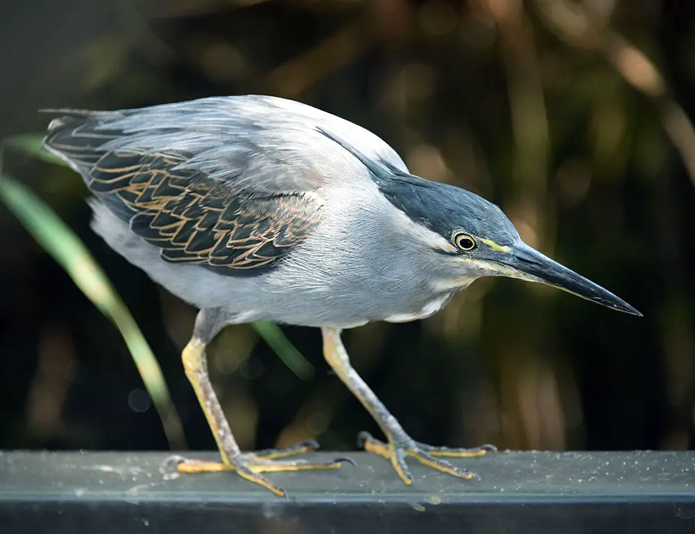 Interesting Facts About Striated Heron