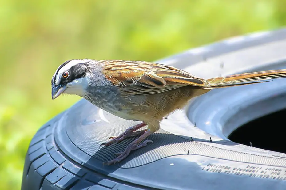 Stripe-Headed Sparrow