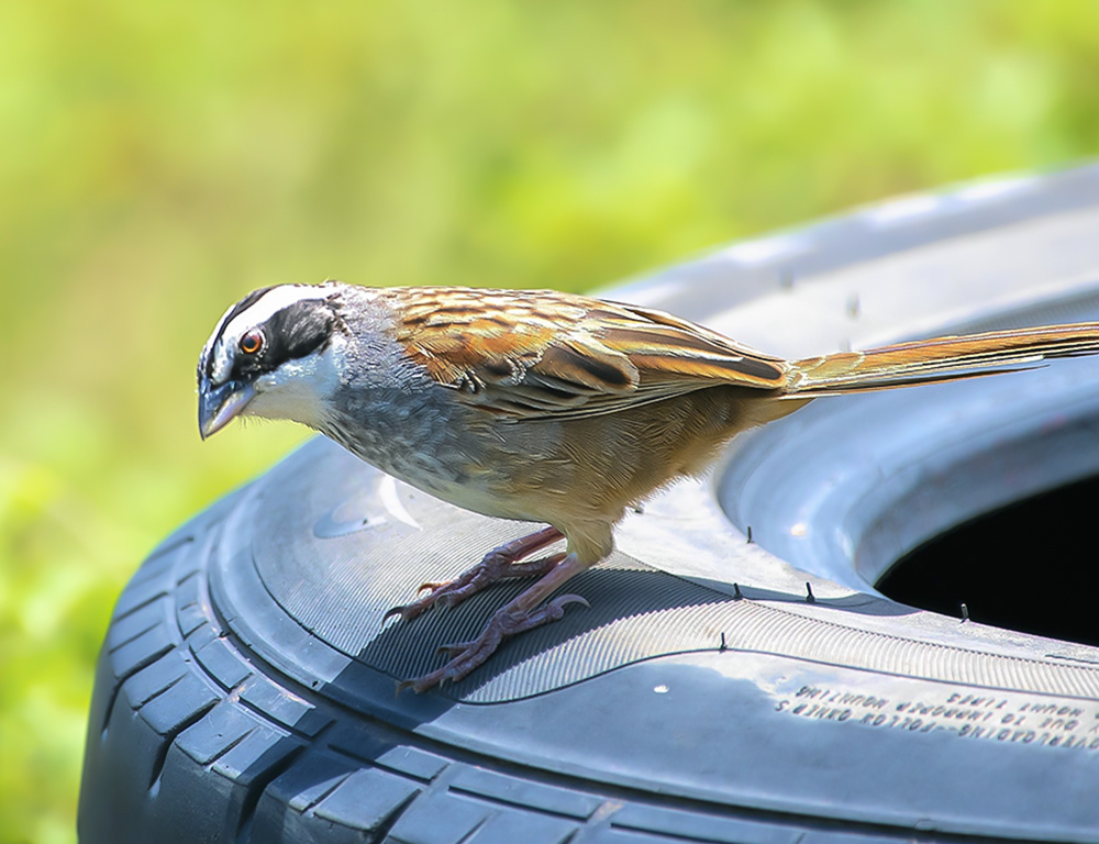 Stripe-Headed Sparrow