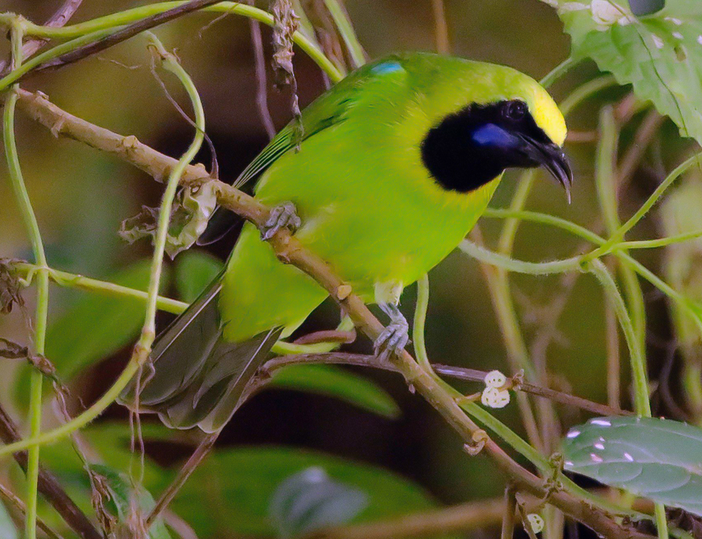 Sumatran Leafbird