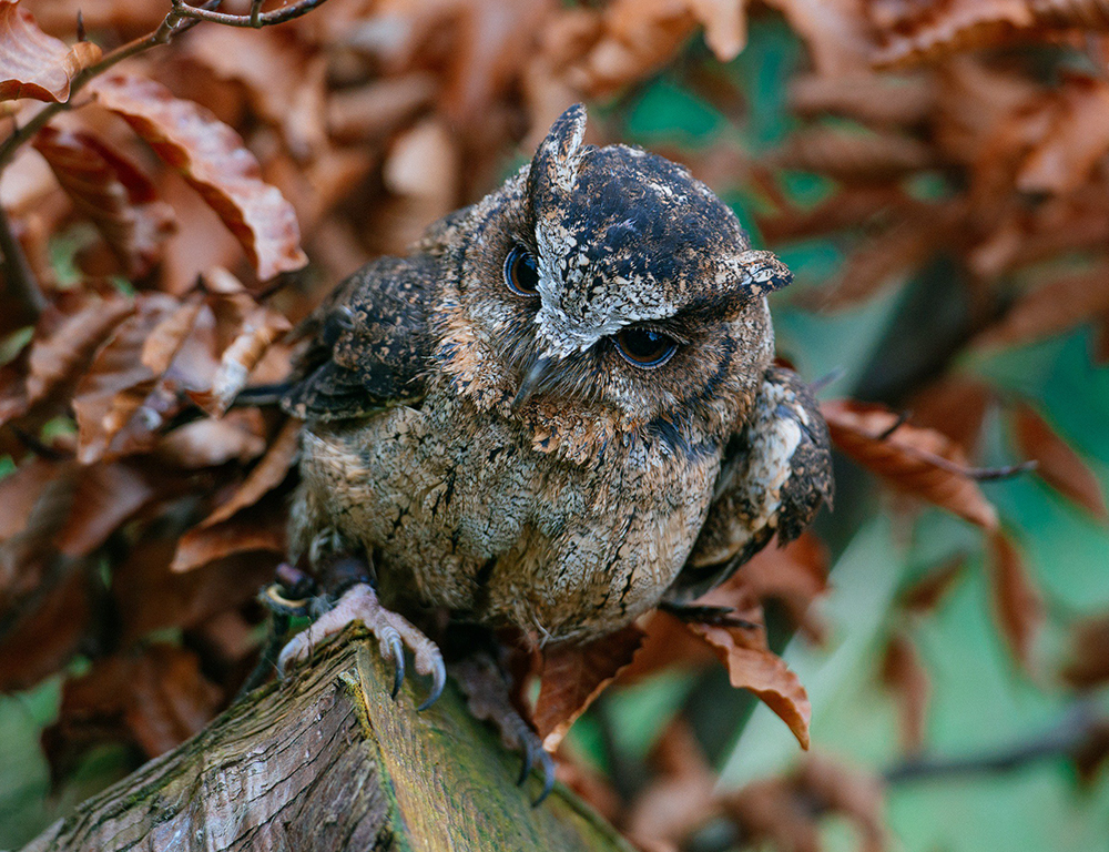 Sunda Scops Owl