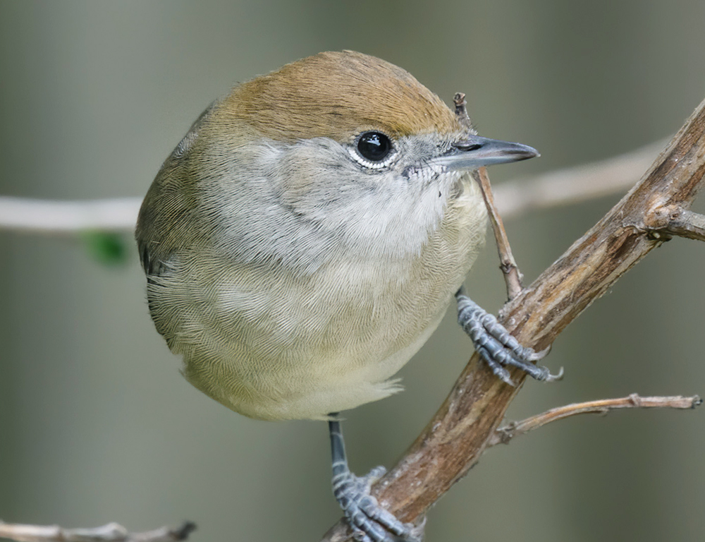 Sylvia Warblers