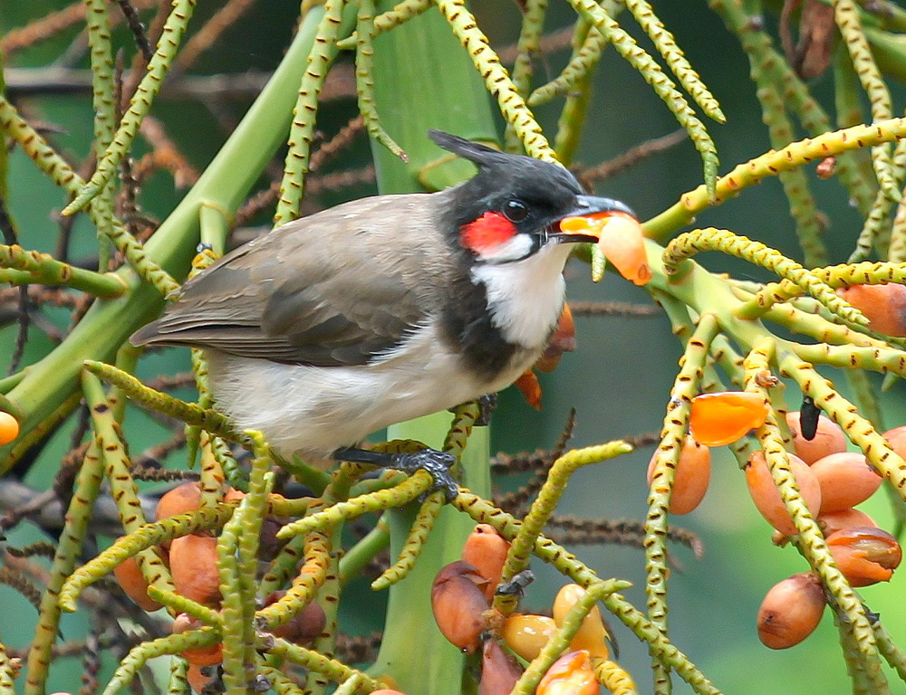 Taxonomic Level and Life History of the Bulbul Bird