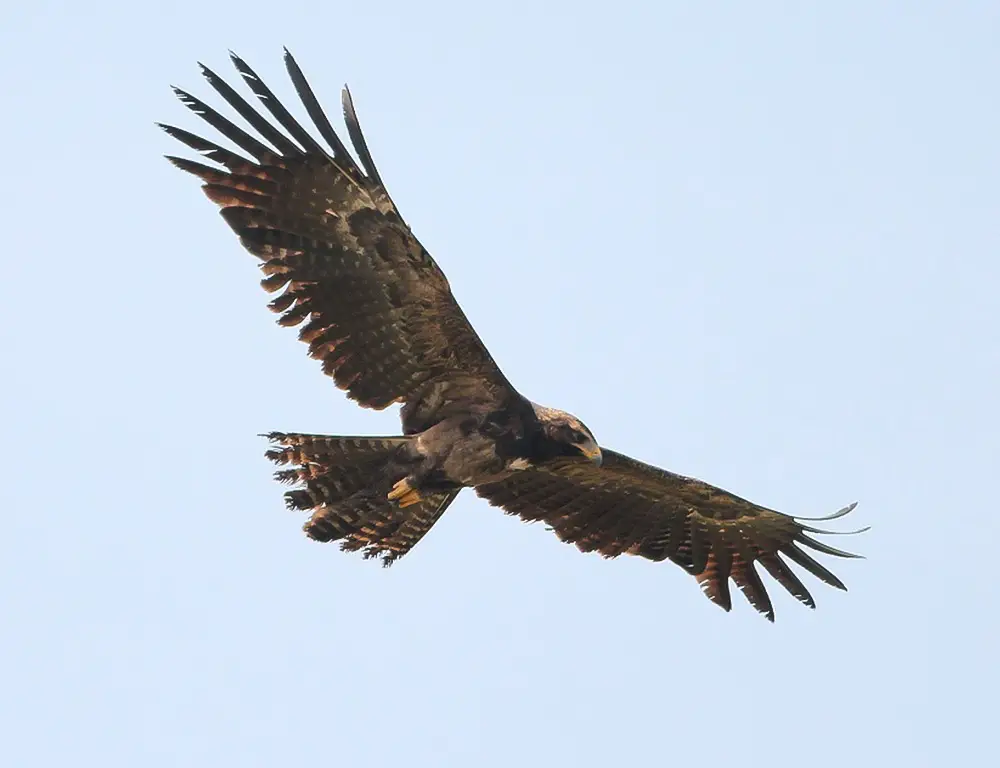 Taxonomy and Classification of Black Eagle
