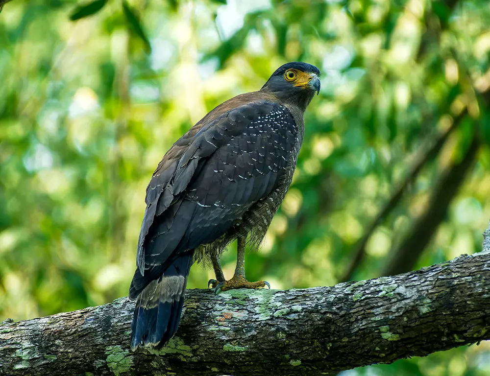 Taxonomy and Classification of Crested Serpent Eagle