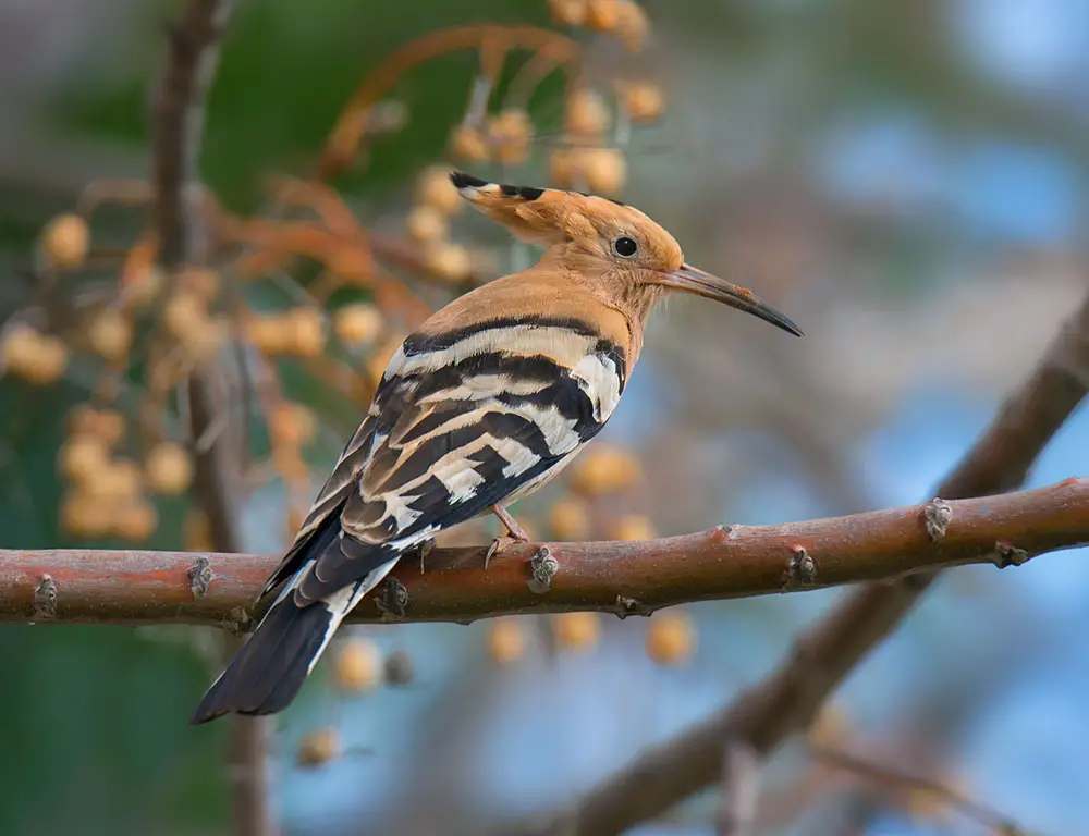 Taxonomy and Classification of Hoopoes