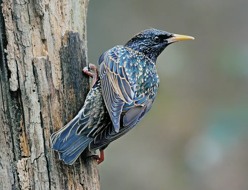Taxonomy and Classification of Starling