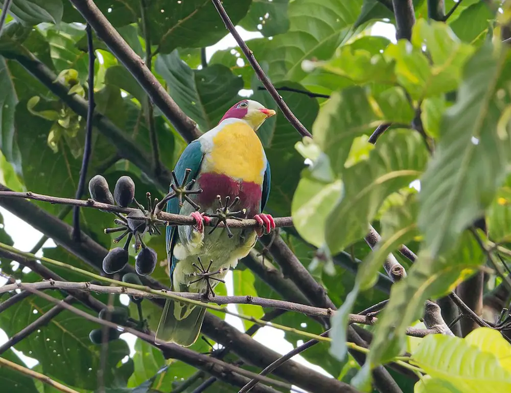 The behavior of the Yellow-Breasted Fruit Dove