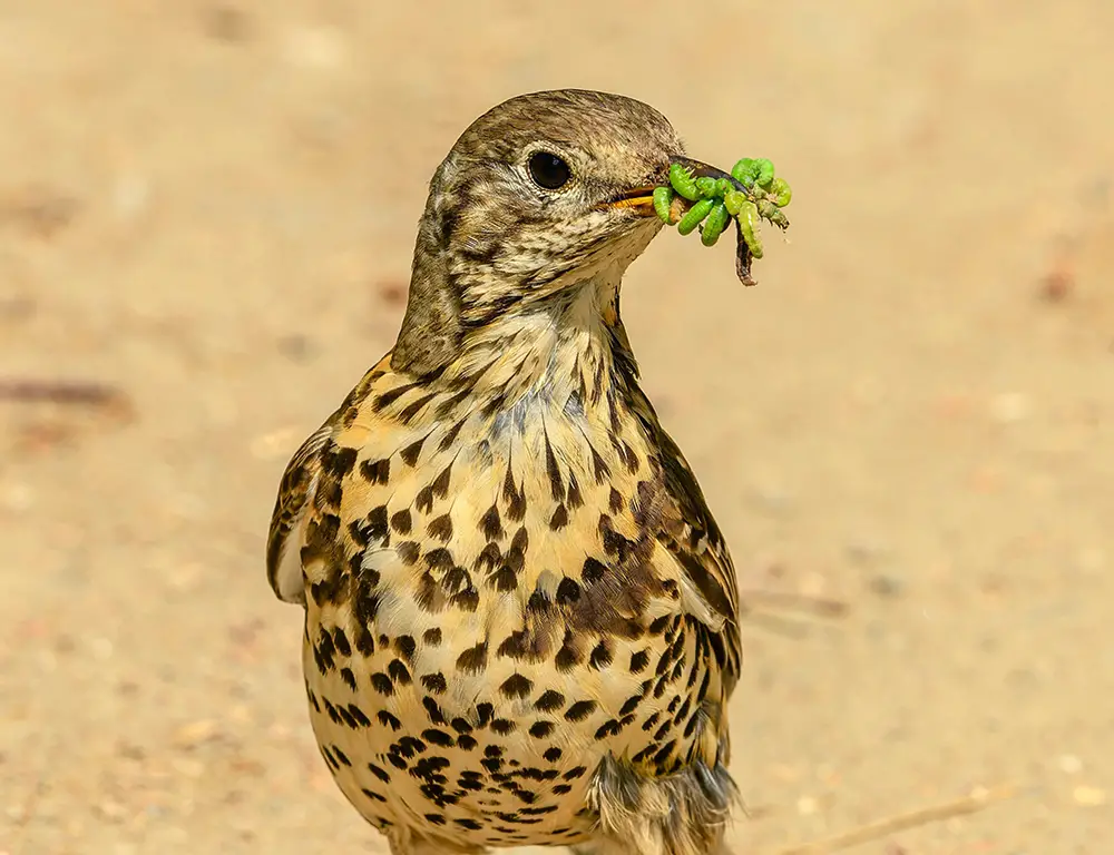 Thrush Bird Food Habitat