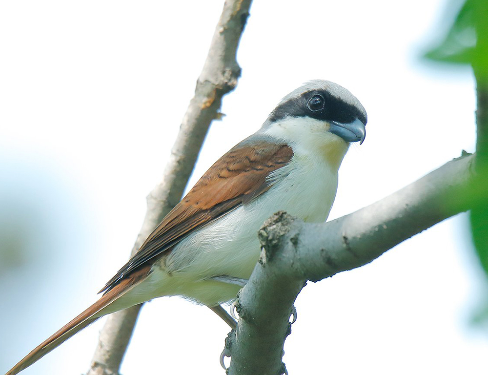 Tiger Shrike