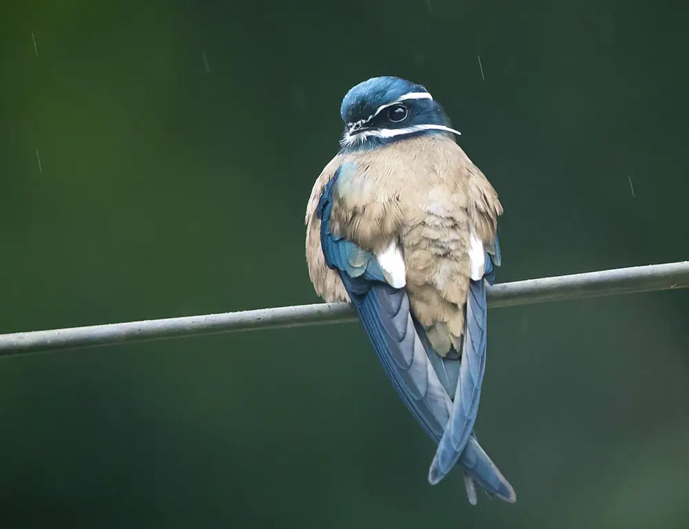 Interesting Facts About the Treeswift